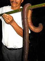 Megascolides australis